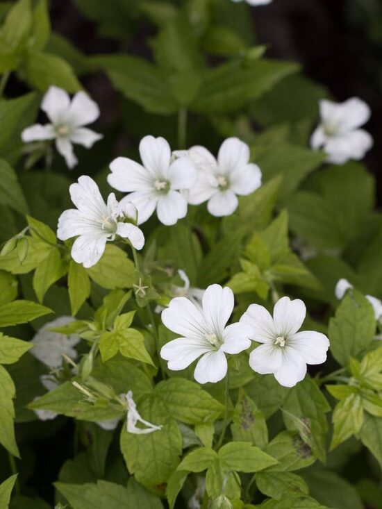 Geranium nodosum Silverwood